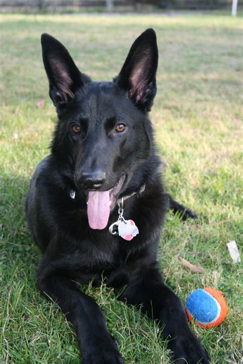 The Black German Shepherd as a Therapy Dog: Benefits and Challenges